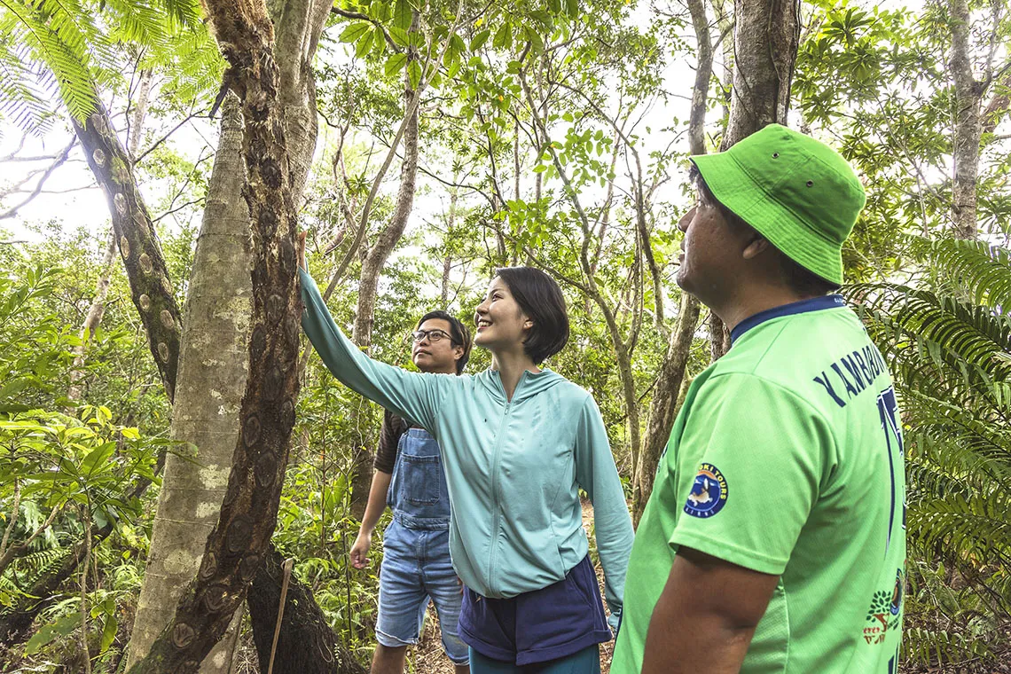 three people on a nature walk in the forest